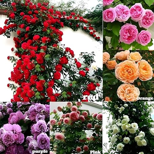 Multicolour Climbing Rose Hybrid Seeds Mix, Multi-Colored Large Flowers, All-Climate Suitable Mix for Vibrant Garden Décor | 96% Germination | Imported Flower Seeds | 80+ Seeds