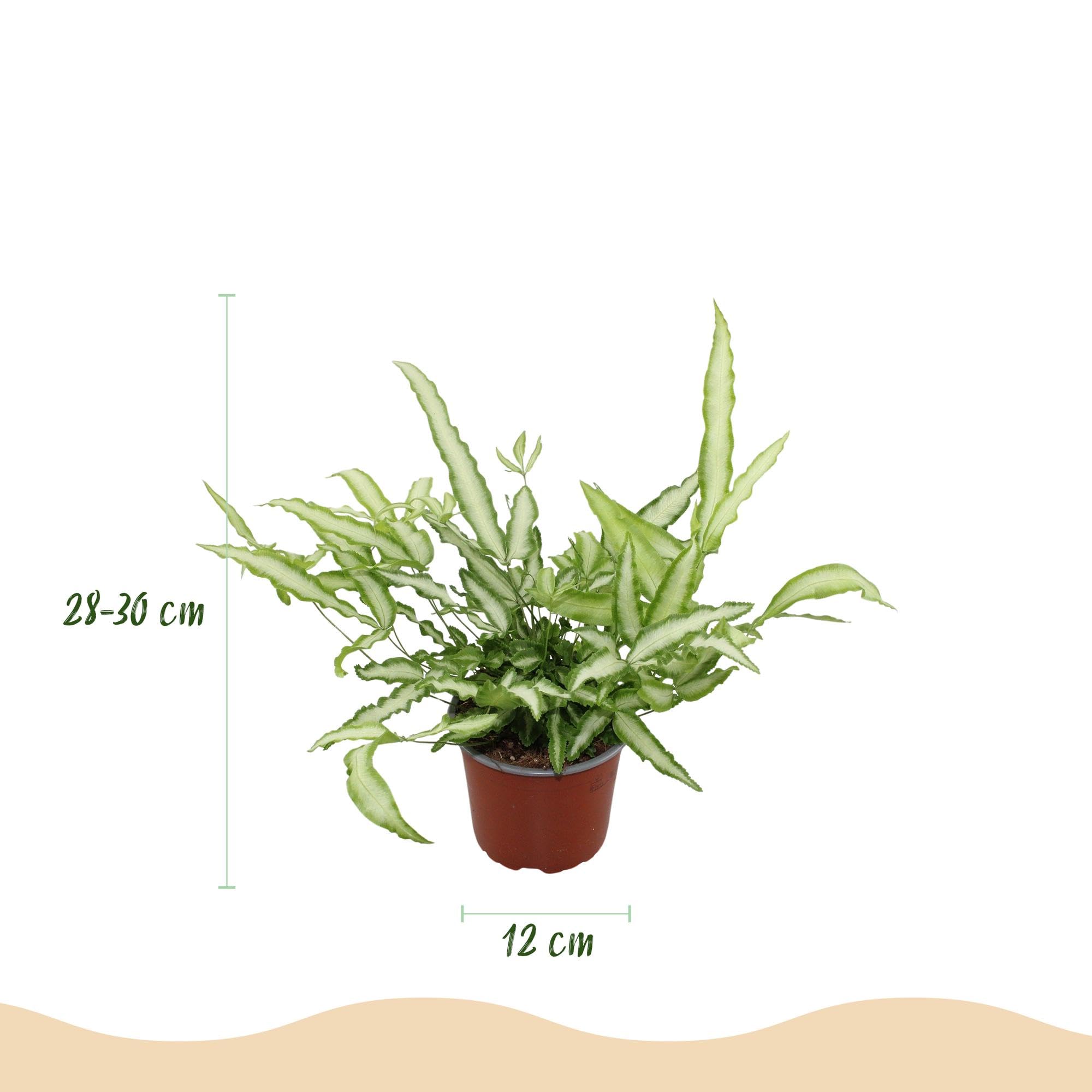 Helecho Pteris Cretica Albolineata, Planta Interior, Verde, Maceta 12cm