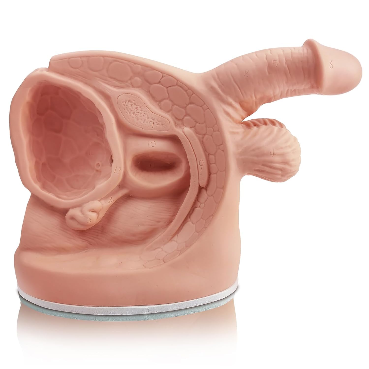 Anatomía Masculina Femenina Modelos De Cateterismo 2 Pcs Modelos De Anatomía Genital Externa Interna para Enseñanza Clínica Educación Médica Formación Práctica