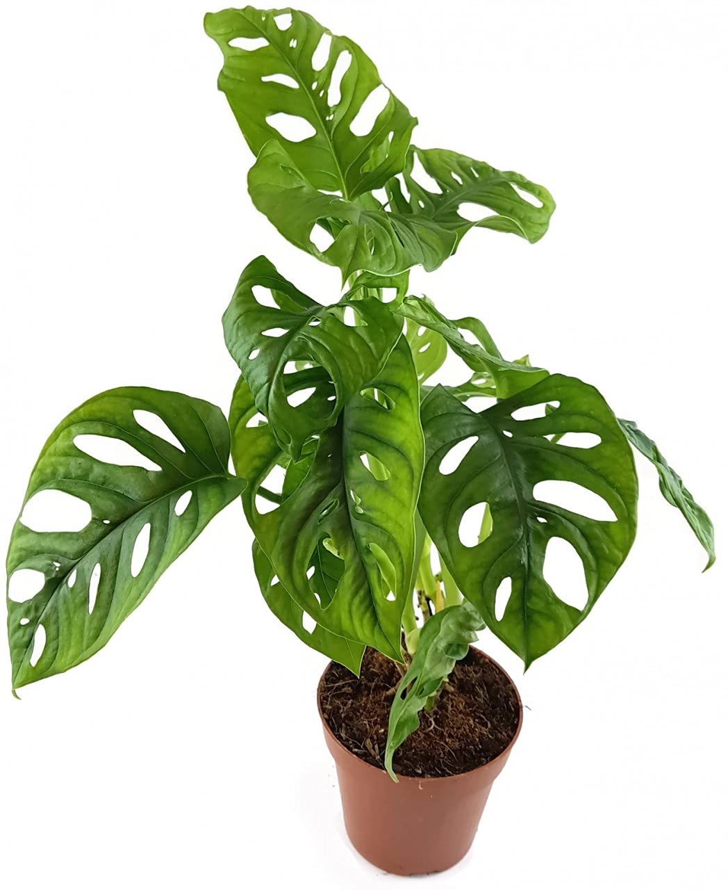 Fangblatt - Monstera adansonii - schiefes Fensterblatt im  12 cm Topf -  stilvolle Grnpflanze - perfekte Dekoration fr Ihr Zuhause : Amazon.de:  Garten