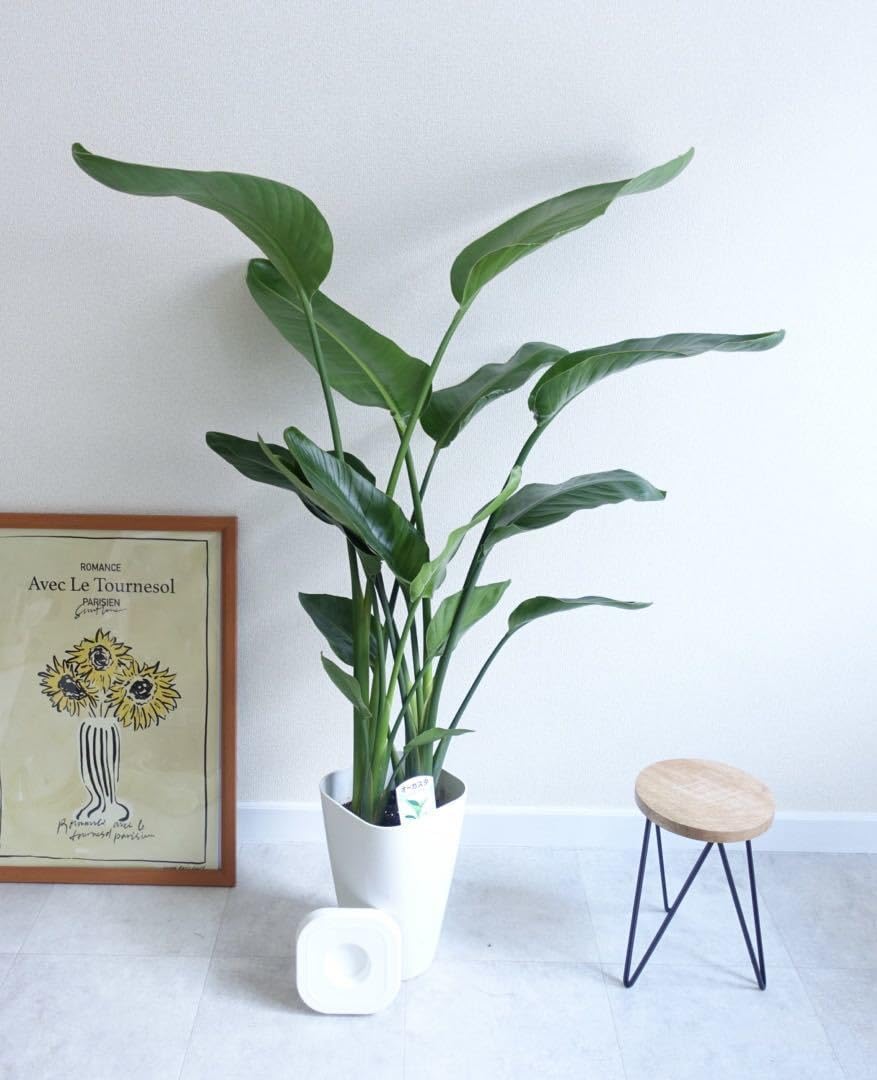 Amazon.co.jp: 人気です オーガスタ ストレリチア 観葉植物 大型 8号