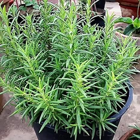 EverSneh Real Live Rosemary Plant With Black Plastic Pot (4 Inch Size Pot) (B0BSFVQ128) Amazon Price History, Amazon Price Tracker