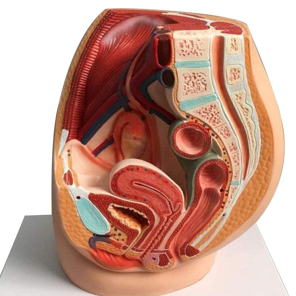 Modèle féminin pelvic sagittal AMITD pour démonstration médicale complète