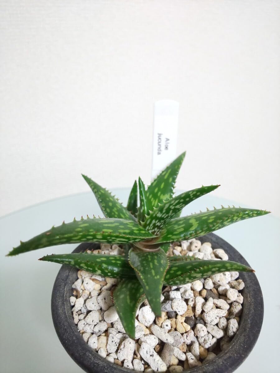 Amazon.co.jp: 2種セットストリアツラ ジュクンダ アロエ Aloiampelos