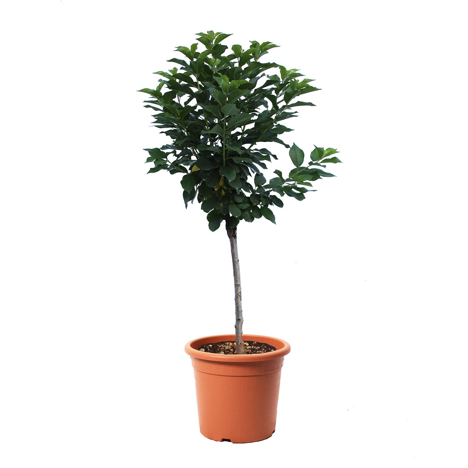 KENTIS - Pianta di Ciliegio Nano - Prunus Avium - Piante Vere da Esterno - Alberello da Frutto per Giardino Ciliegia - Vaso da Coltura Ø 24 cm