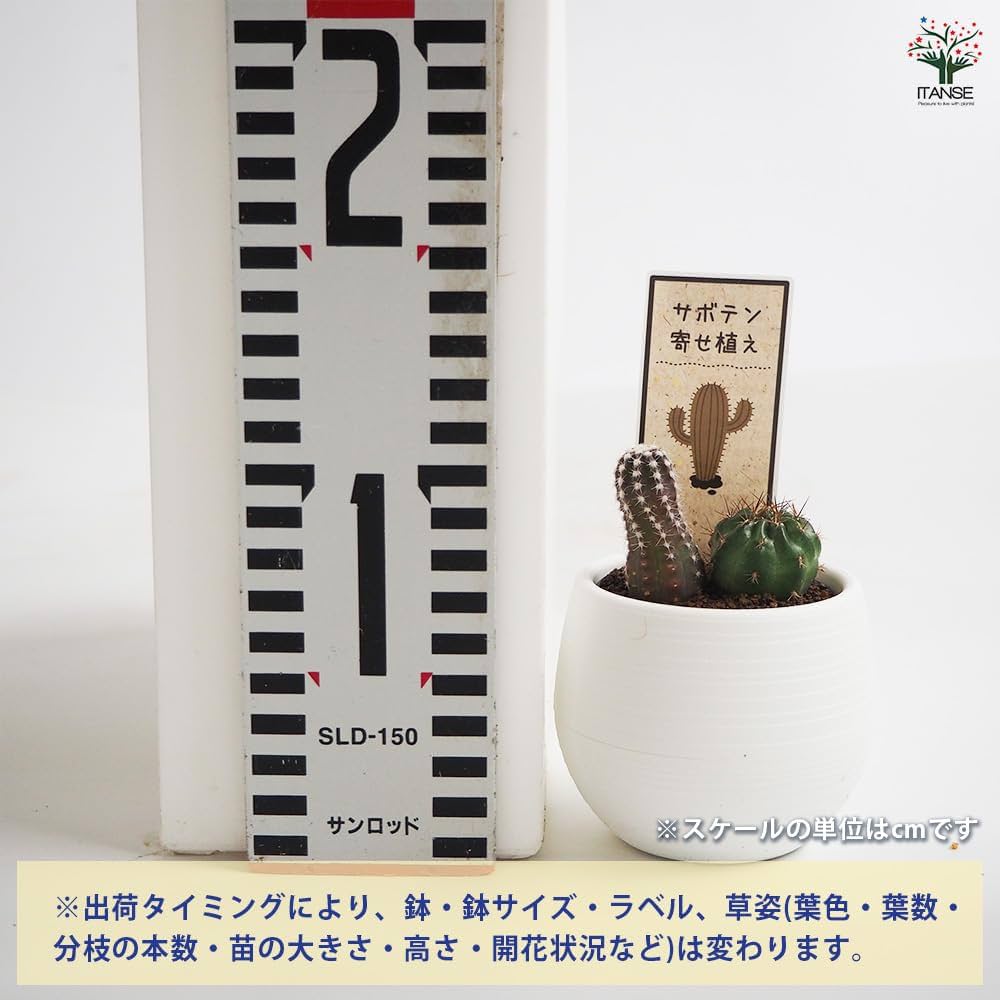 サボテン 寄せ植え テスト Amazon｜ITANSE 柱サボテン 2本植え 7号 1個売り【品種で