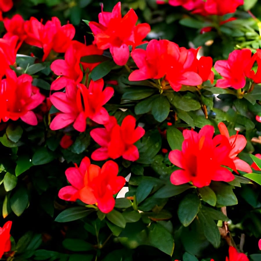 Hidden Enterprise Indian Most Beautiful Red azalea Flower Plant For Home Garden Outdoor And Indoor Live One Healthy Plant.Pack Of 01 (B0D5BPSQ2S) Amazon Price History, Amazon Price Tracker