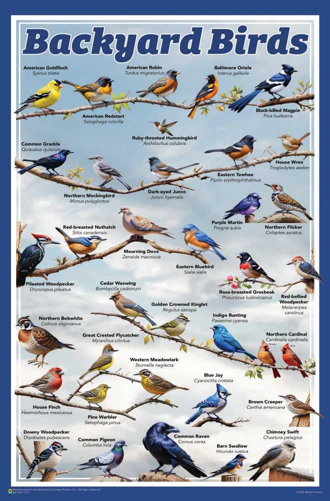 Scorpio Posters Backyard Birds Educational Poster - 11 x 17 inches
