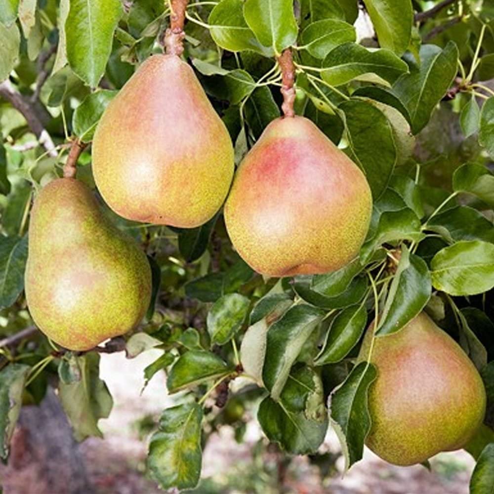 Healthy Vibe Live Dwarf Pear Fruit Tree Nashpati Plant For Garden Hybrid Variety Plants (B09TRMRRS2) Amazon Price History, Amazon Price Tracker