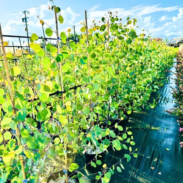 Amazon｜ユーカリ(ポポラス) 7号 丸葉ユーカリ ボリュームあり ポリ