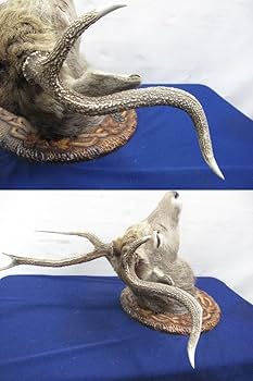 Amazon.co.jp: 蝦夷鹿（エゾシカ）剥製壁掛けハンティングトロフィー