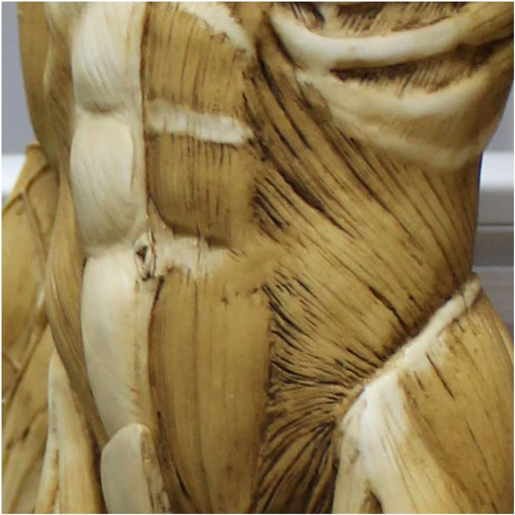 60 cm 23 cale ludzki męski model mięśniowo-szkieletowy anatomia człowieka figura sztuka ludzkie ciało mięśnie i szkielet anatomiczny model do szkoły nauki i nauczania żółty model szkieletu