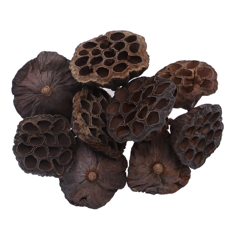 Craftplay Dried Lotus Heads | Sizes range from: 7cm to 12cm (natural products will vary) | Pack of 10