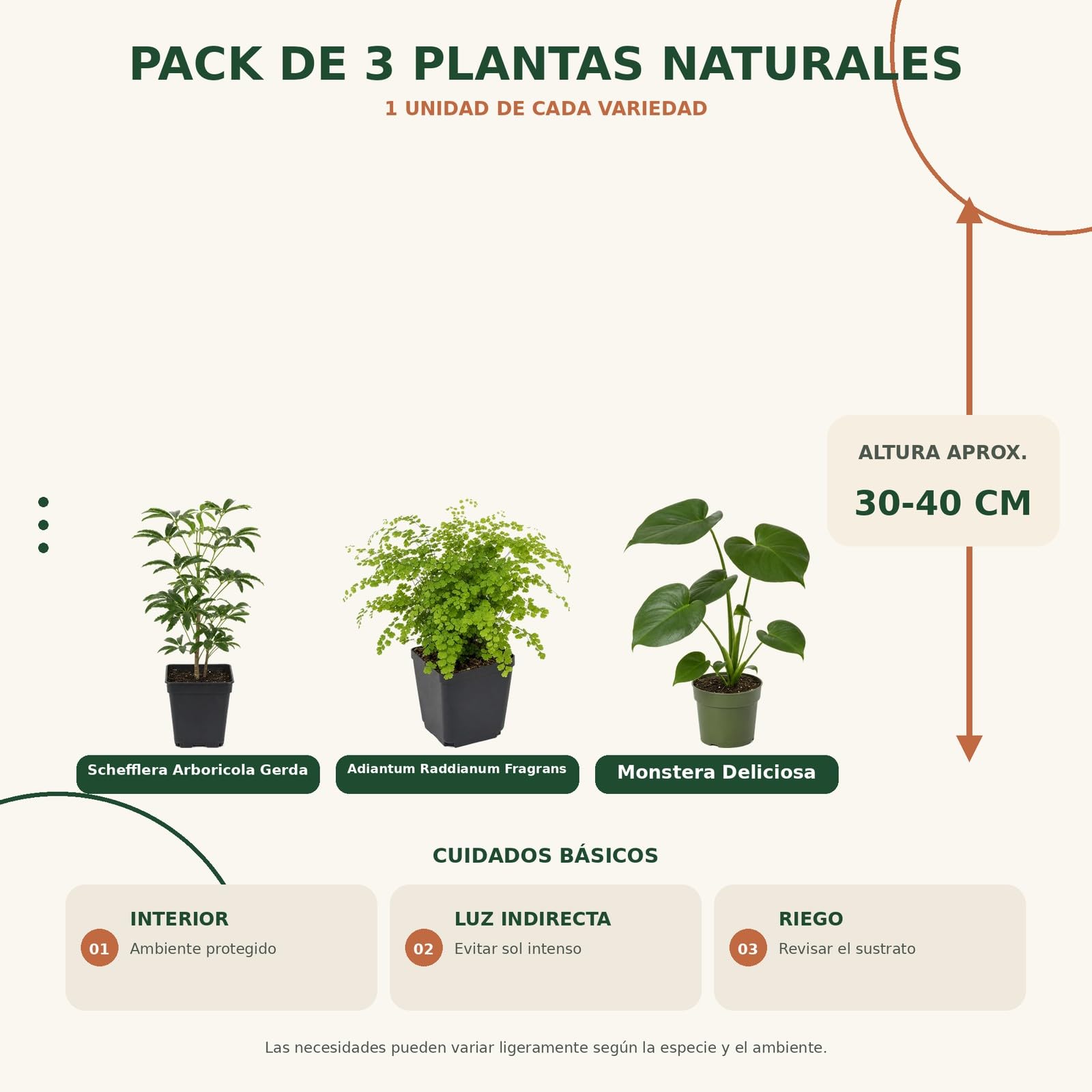 Pack 3 Plantas: Cheflera Gerda, Culantrillo y Costilla de Adán DECOALIVE