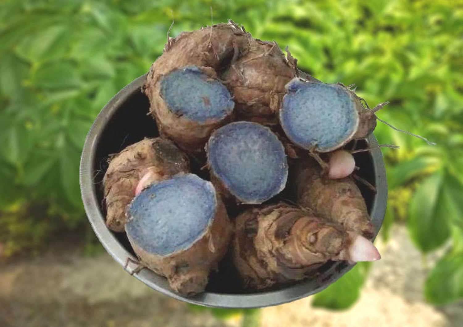 See full amazon price history chart for M-Tech Gardens Rare Hybrid Black Turmeric Rhizome Tuber Plant (Black Turmeric - 5 Rhizomes) - Curcuma caesia M-Tech Gardens Rare Hybrid Black Turmeric Rhizome Tuber Plant (Black Turmeric - 5 Rhizomes) - Curcuma caesia (B0CWHJLKTH) Amazon Price History, Amazon Price Tracker