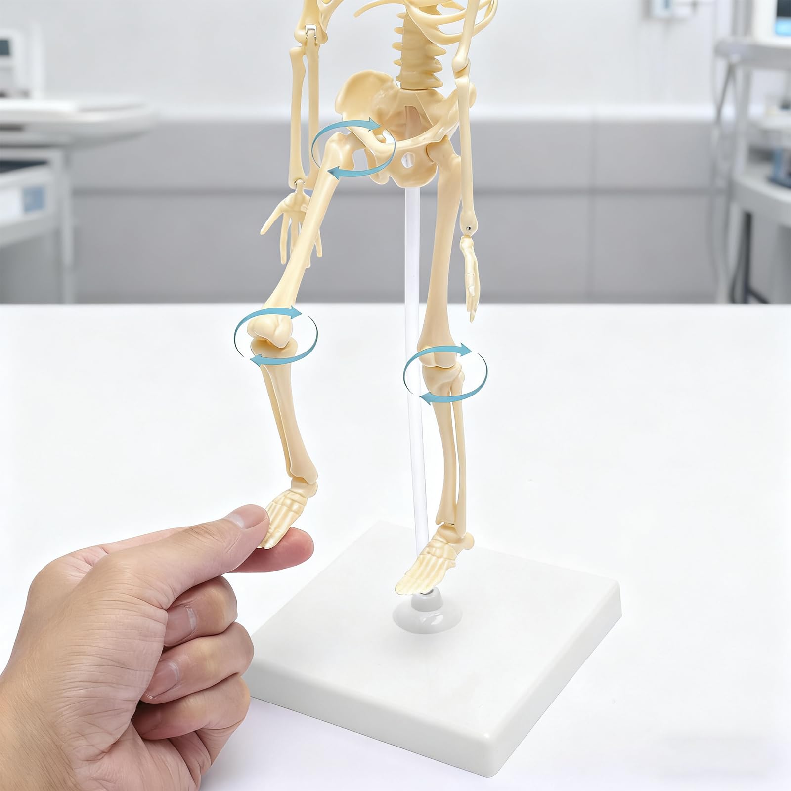 Wysoko ludzki szkielet do anatomii, model ludzkiego ciała, całe ciało z ruchomymi ramionami, struktury kości nóg, całe żebra kręgosłupa modelu szkieletowego są zintegrowane