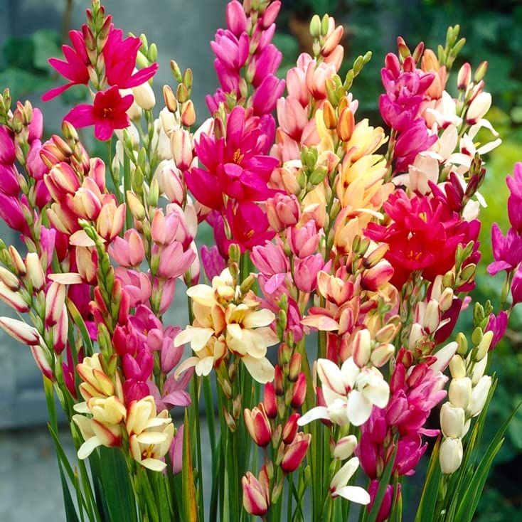 Ixia Flower Bulbs Mix Color Flower Seeds Hybrid for All Season & Home Gardening (10 Bulbs) By Zabbus-image-38