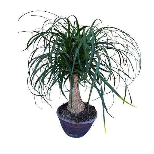 Pianta di BEAUCARNEA RECURVATA pianta MANGIAFUMO elimina odori DA INTERNO vaso25