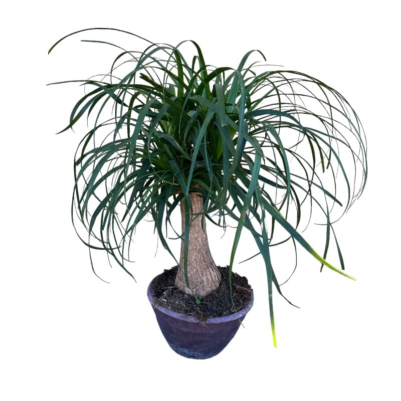 pianta di beaucarnea recurvata mangiafumo elimina odori da interno vaso 25 cm