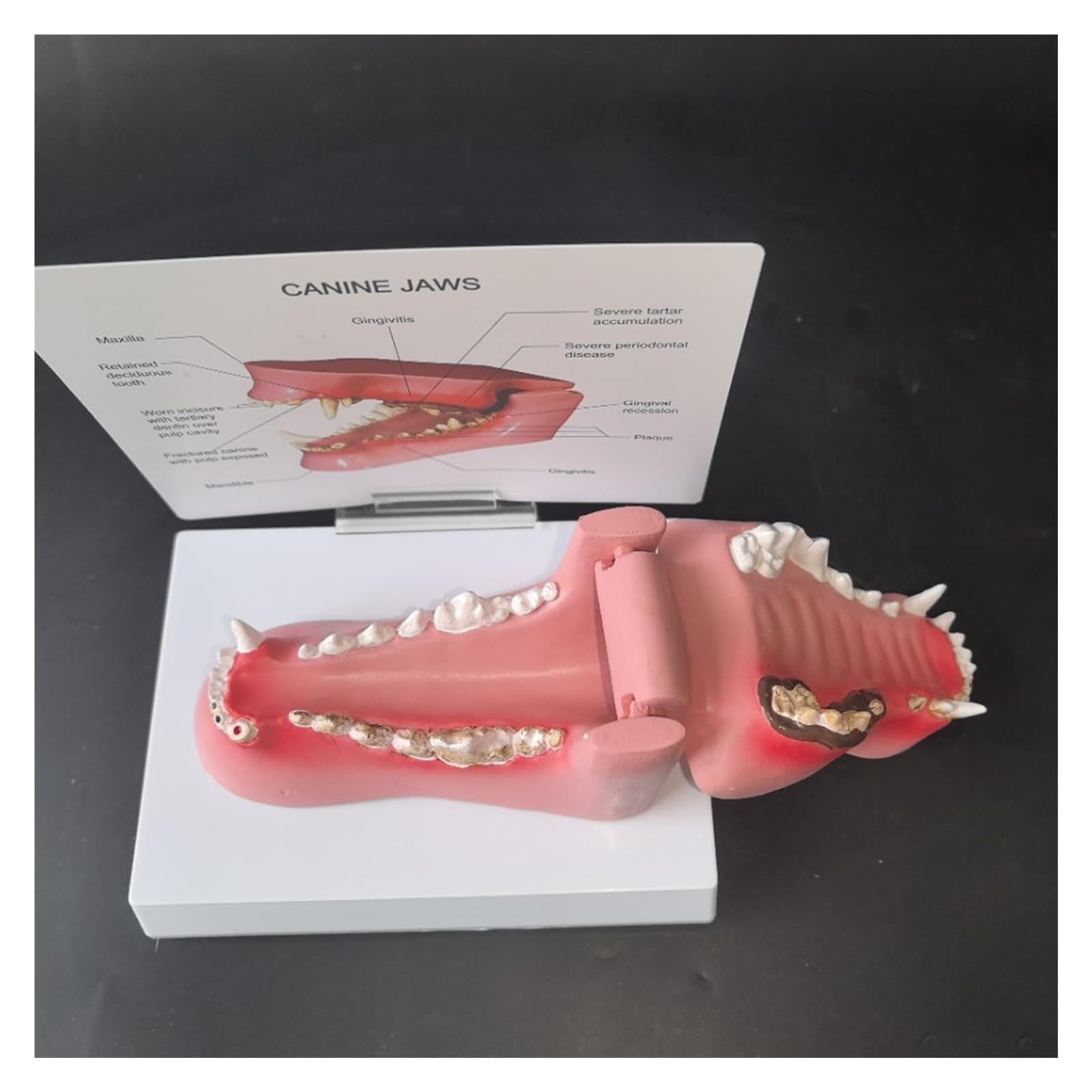 Modelo de dientes de perro enfermo, muestra dientes sanos y dañados, para el estudio de anatomía oral animal, para enseñanza veterinaria, demostración de clínica de mascotas