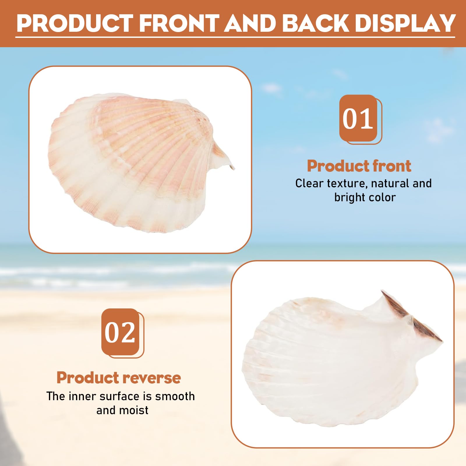 10 Conchiglie Decorative Naturali 10-12 Cm - Per Decorazioni Marine E Creative - Foto 9