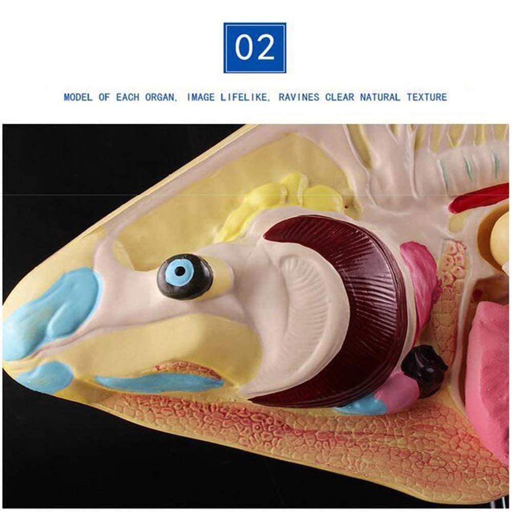 Modelo de anatomía de Peces, Modelo de exhibición de vísceras Animales, 3 Partes Desmontables, Adecuado para clínicas veterinarias, exhibición de enseñanza