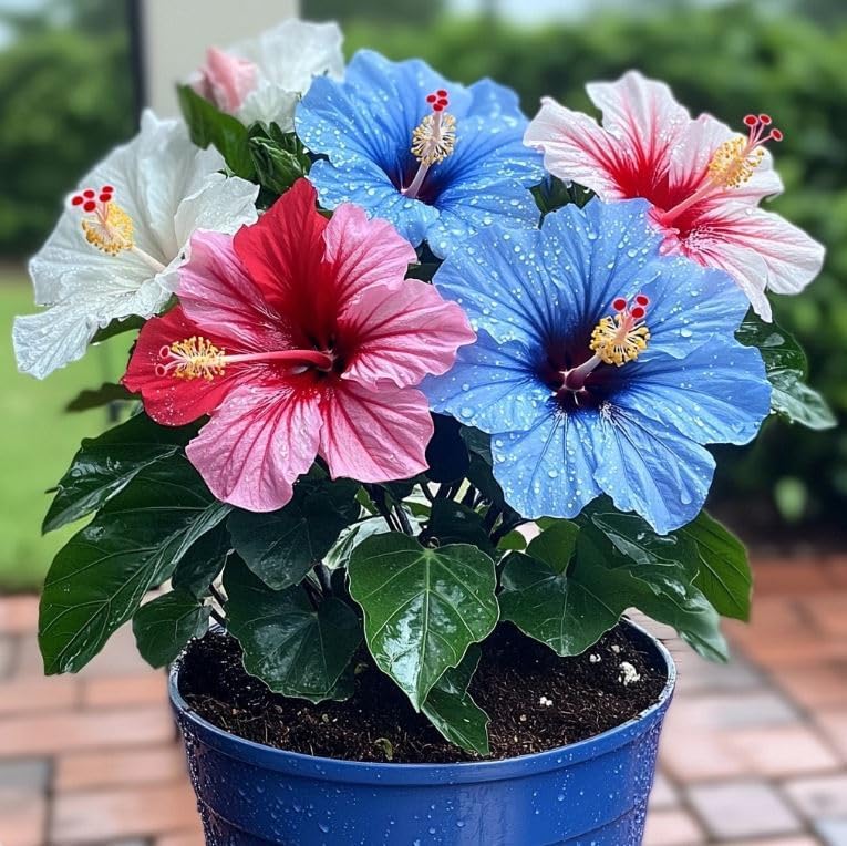 Image of Live Multicolour Rainbow Hibiscus Plant with Pot | Rare Hybrid Double Petal Gudhal Flower Plant | Exotic All Season Flowering Shrub for Home Garden Balcony Terrace Landscape Outdoor Decor | Pack of 1