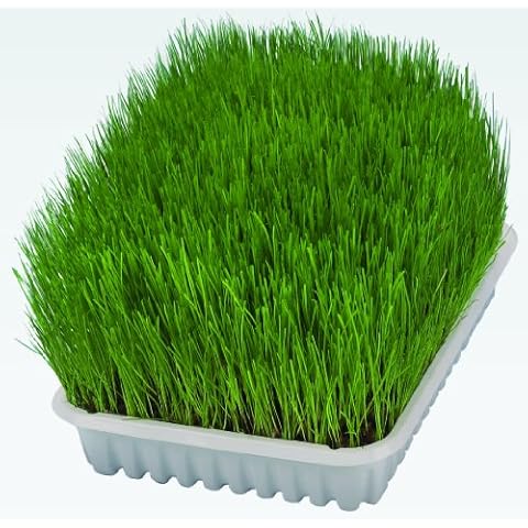 TRIXIE Herbe tendre pour chats 100g Cover