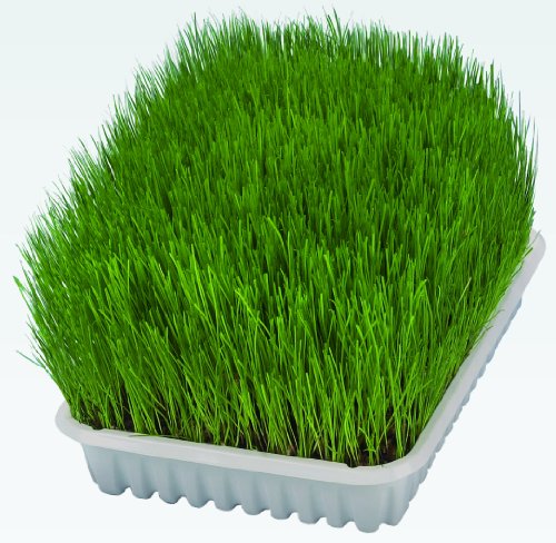 TRIXIE Softgras für Katzen - Gras-Saat zum frischen Selbstziehen - reich an Vitaminen - 100g - 4232