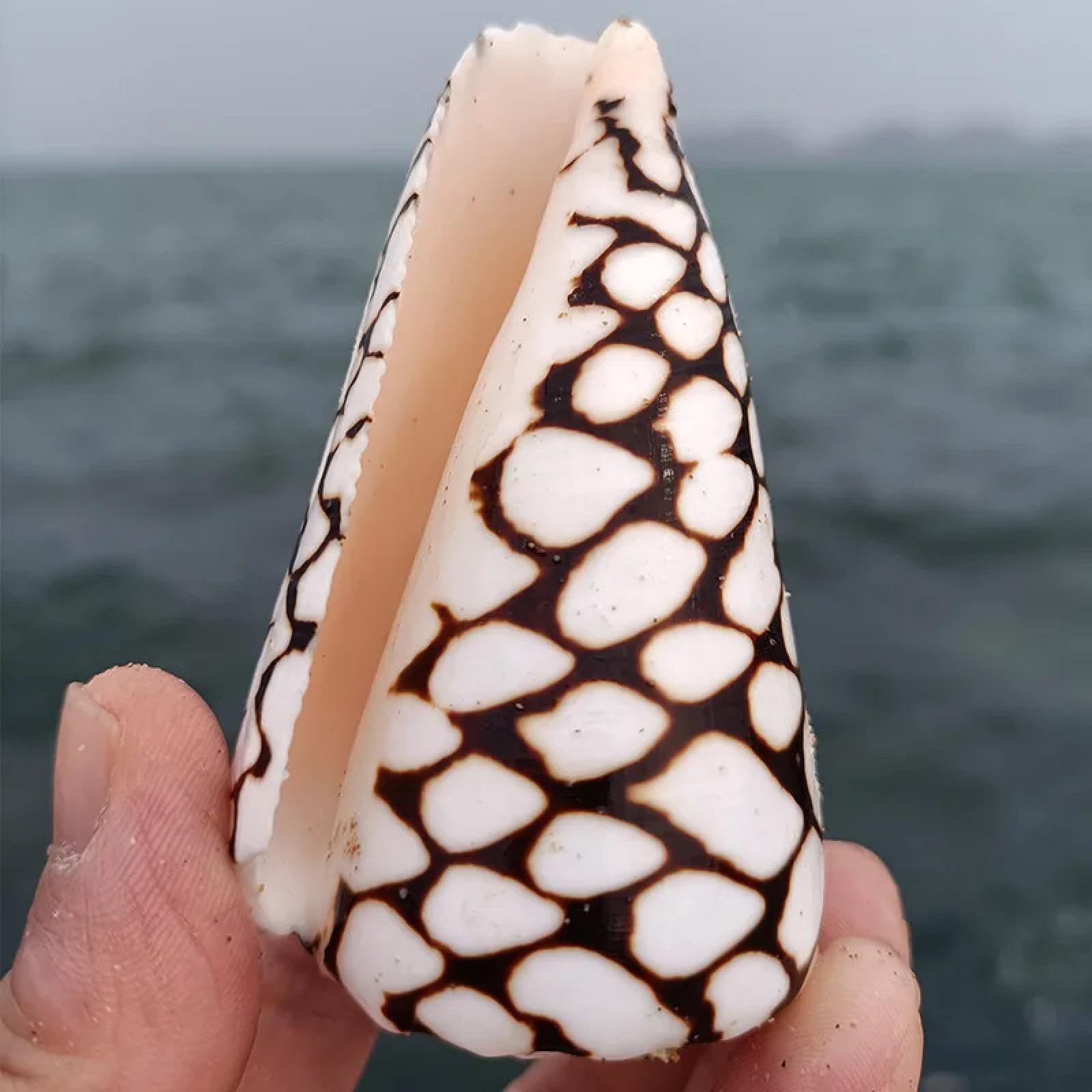 Conchiglie decorative per decorazione, 1 pezzo, conchiglie naturali di cono, marmoreo, cono, lumaca, fotografia, ornamento per acquario, decorazione paesaggistica, 7-8 cm