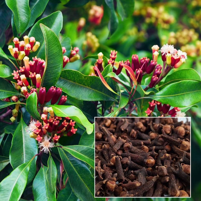 All Season Hybrid Kerala Variety Clove Real Live Lobongo Herbs Plant| CLOVE LONG OUTDOOR GARDEN ORGANIC GRAFTED 1 HEALTHY, Lobongo Spice Plant | Pack Of 1-image-21