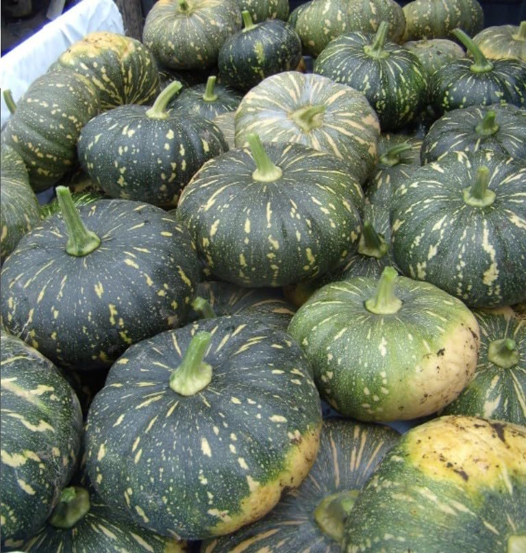 Willvine Organic Jap Pumpkin-XLR-6T-image-4