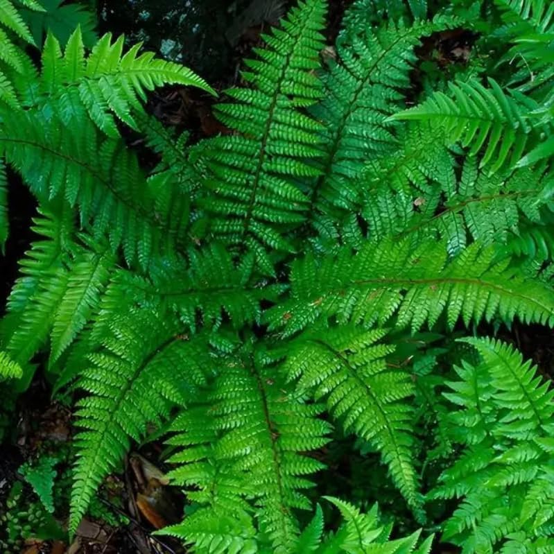 50 Christmas Fern Roots - Live Native Fern Rhizomes - Polystichum acrostichoides - (50 Pack)