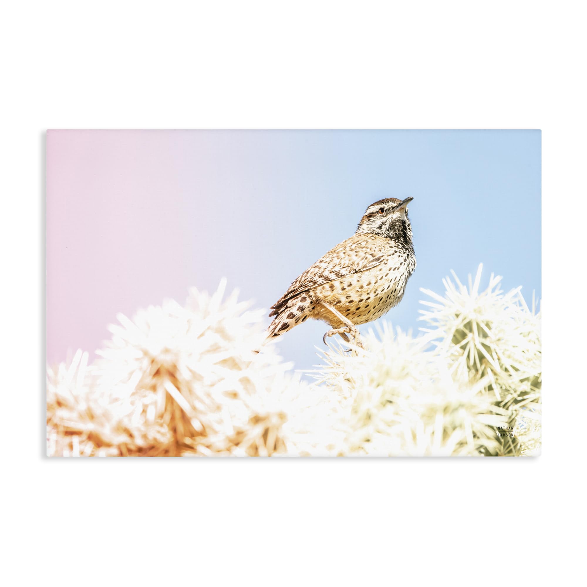 Stupell Industries 'Desert Song Bird', Canvas Art, 24 x 16