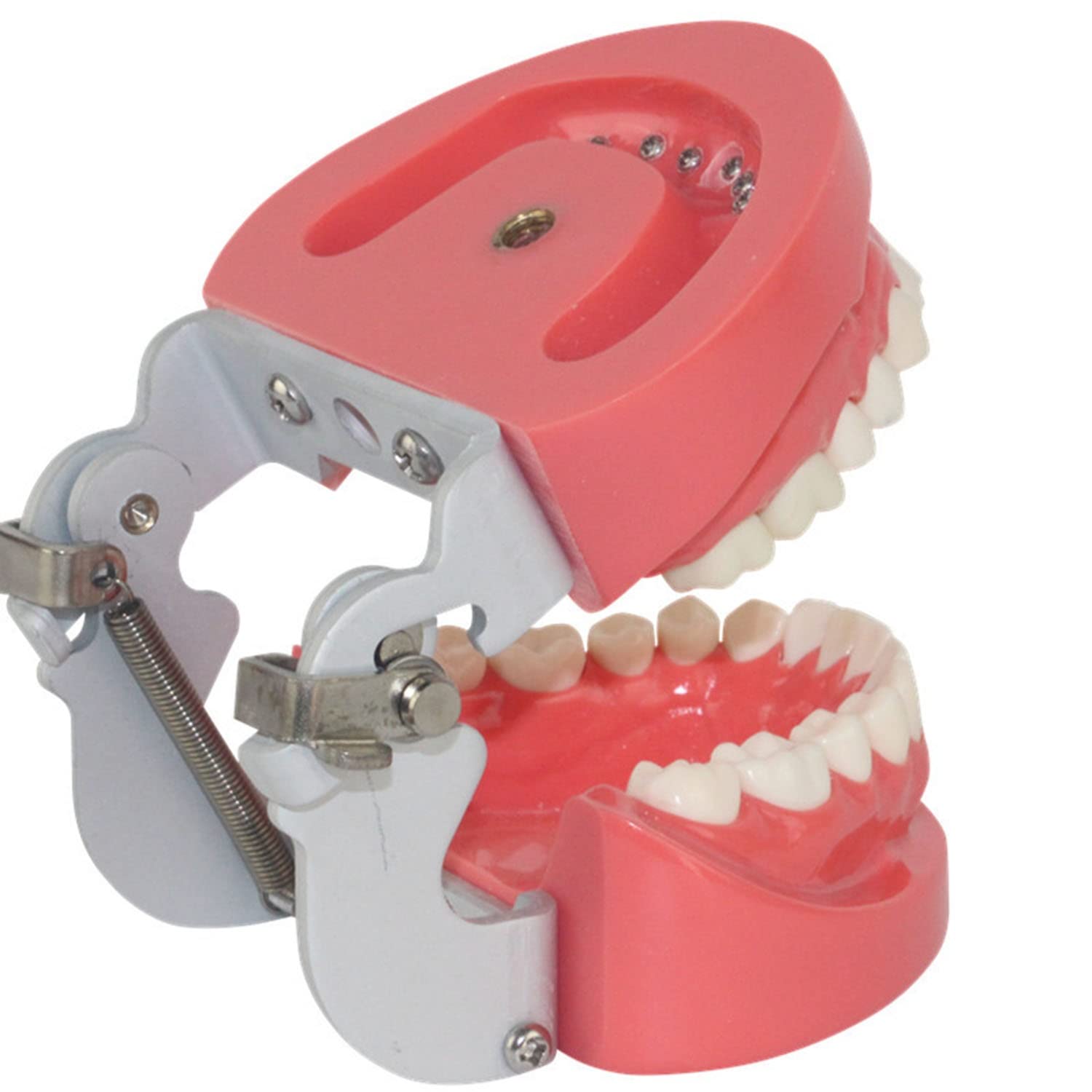 GUNEL Modello di Denti Standard, Modello di Denti tipodonti per Adulti, Denti di dimostrazione per l'insegnamento della Cura Dentale per Bambini modalità Anatomica per l'insegnamento dello Studio
