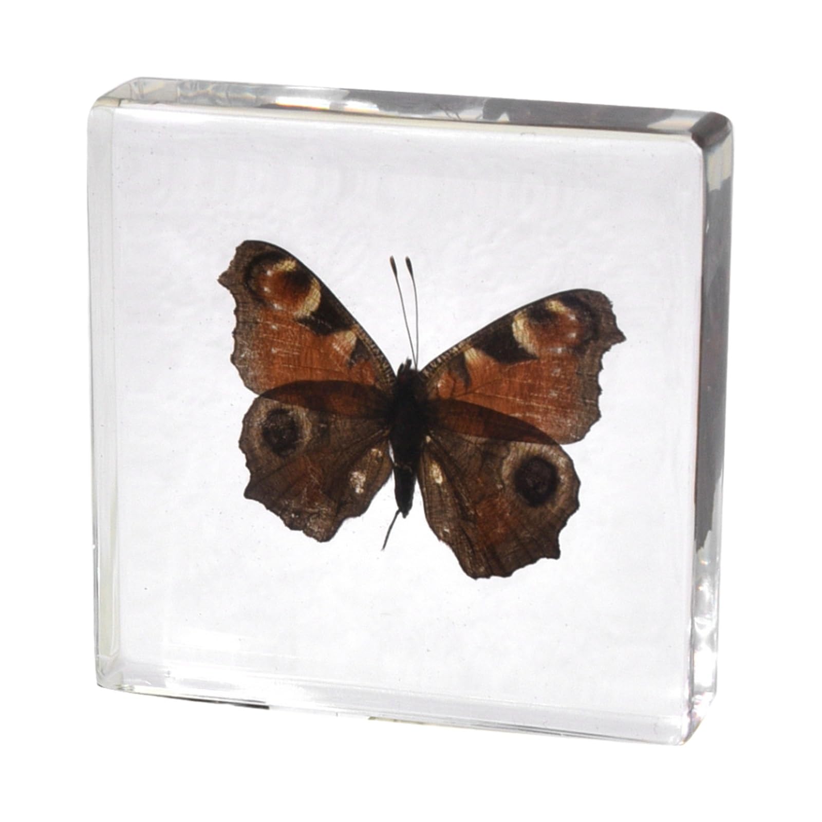ALMASI Single Real Butterfly Specimen Exquisite Framed Butterfly Taxidermy for Home, Office, and School - Preserved in Resin for Kids Scientific Educational Supplies(G)