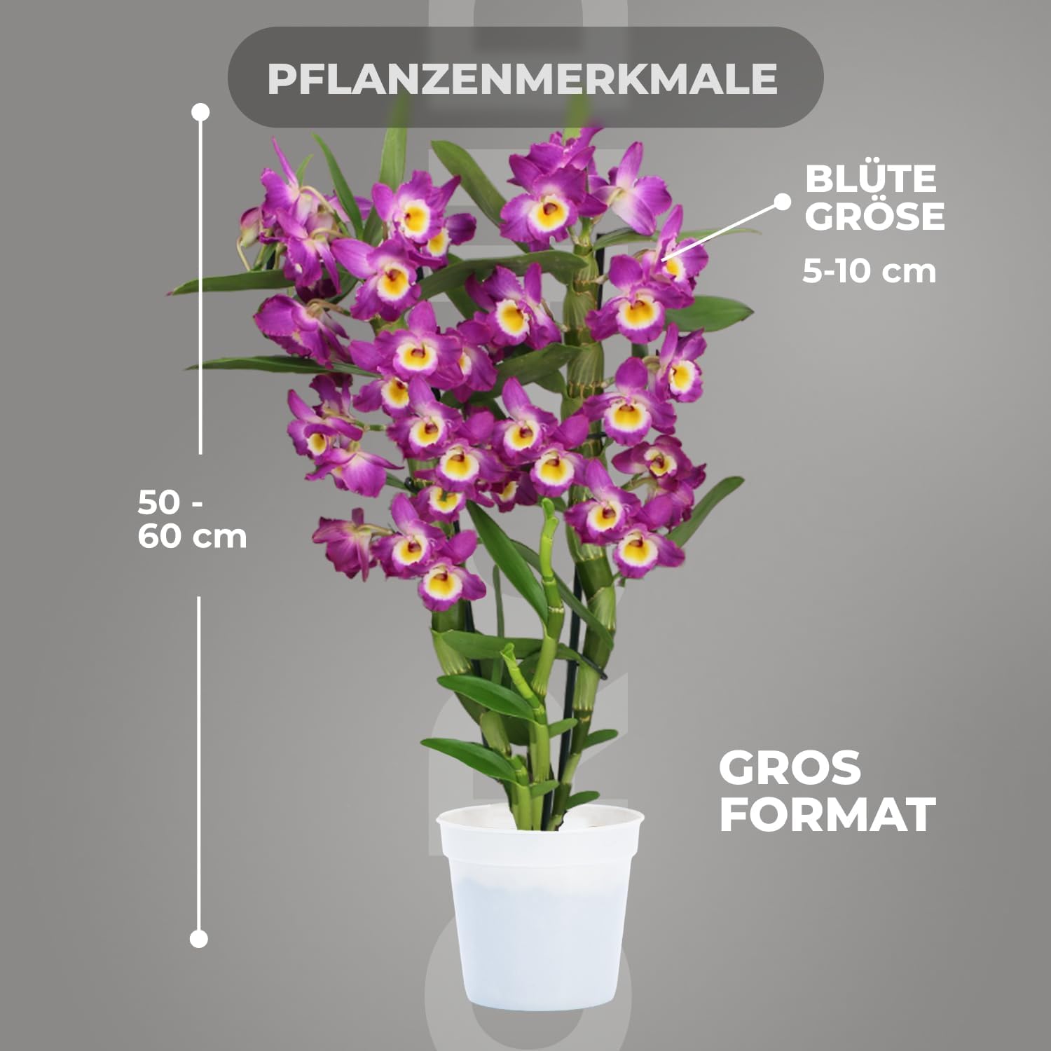 Orchideen Echte Pflanzen Bambus Dendrobium Akatsuki Nobile - 2 große Zimmerpflanzen aus Holland - 30-40 cm hoch - mit Blüten und duftend (Nicht künstlich, ohne Dünger und Topf, keine Samen)
