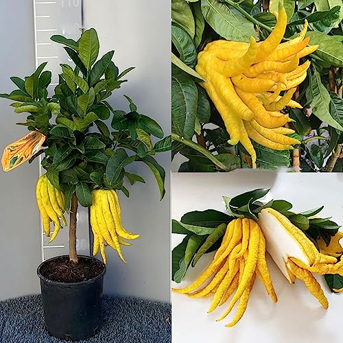 SAVINI VIVAI Planta de cedro, árbol de cítricos, Mano de Buda, cedro en maceta de 20 cm altura 70 cm 2-3 años de refinamiento,