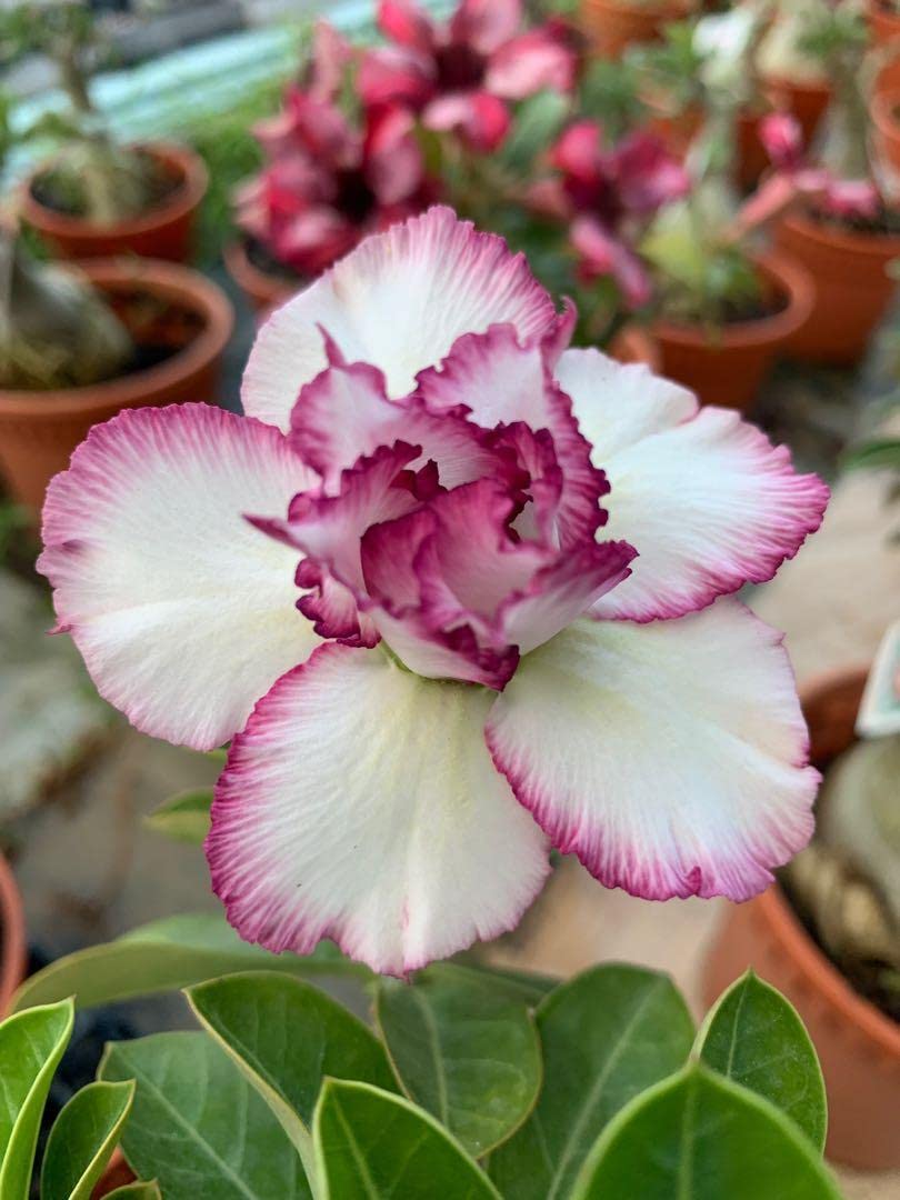 Desert Rose Adenium Hybrid Plant, White-Pink Double Petal Flower, Live Seedling with Polybag