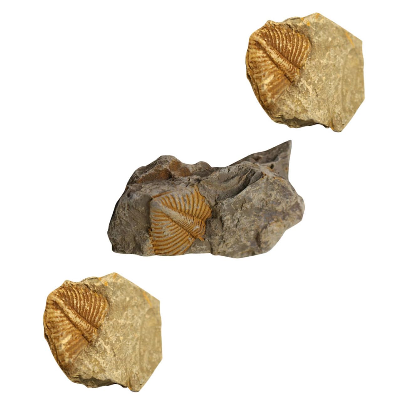 12piezas Kit De Fósiles De Trilobite Para Coleccionistas Herramienta Educativa De Rocas Prehistóricas Para Decoración Del Hogar