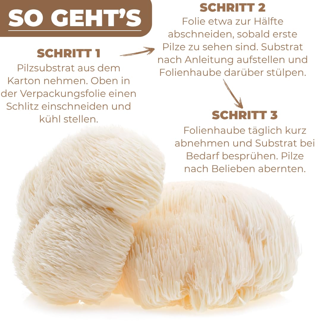 Hawlik Pilzbrut - Pilzzuchtset für Lion's Mane/Hericium erinaceus - BIO Pilzkultur für den einfachen Anbau Zuhause - Igelstachelbart Pilze züchten Set