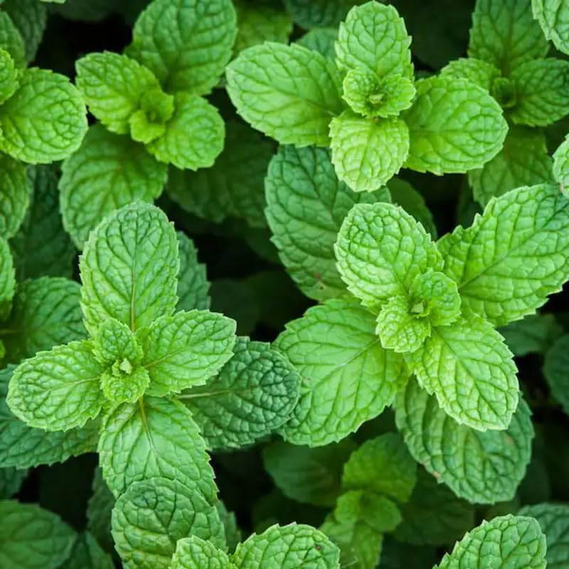 Spearmint Plants Live Indoors Outdoors, Mint Plant Seeds, Herb Plants Live in Pot, Fresh Herb Mint Plant, Fresh Mint Plant, Potted Mint