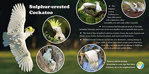 A First Book of Australian Backyard Bird Songs (sound books) - Image 4