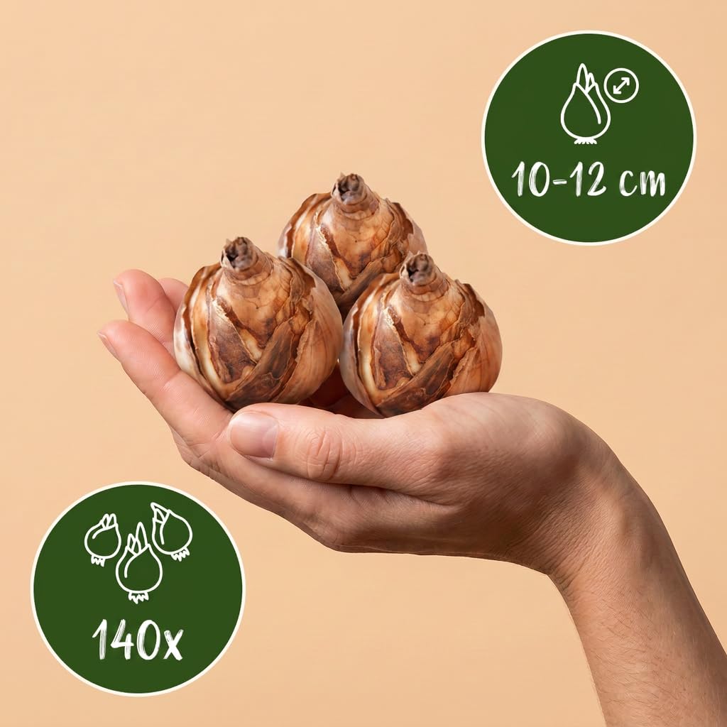 Green boutiQ - 140x Bulb Sunny Garden - Blumenzwiebel Sunny Garden - Diverses - Sommerblüher - Zwiebelgröße 10/12