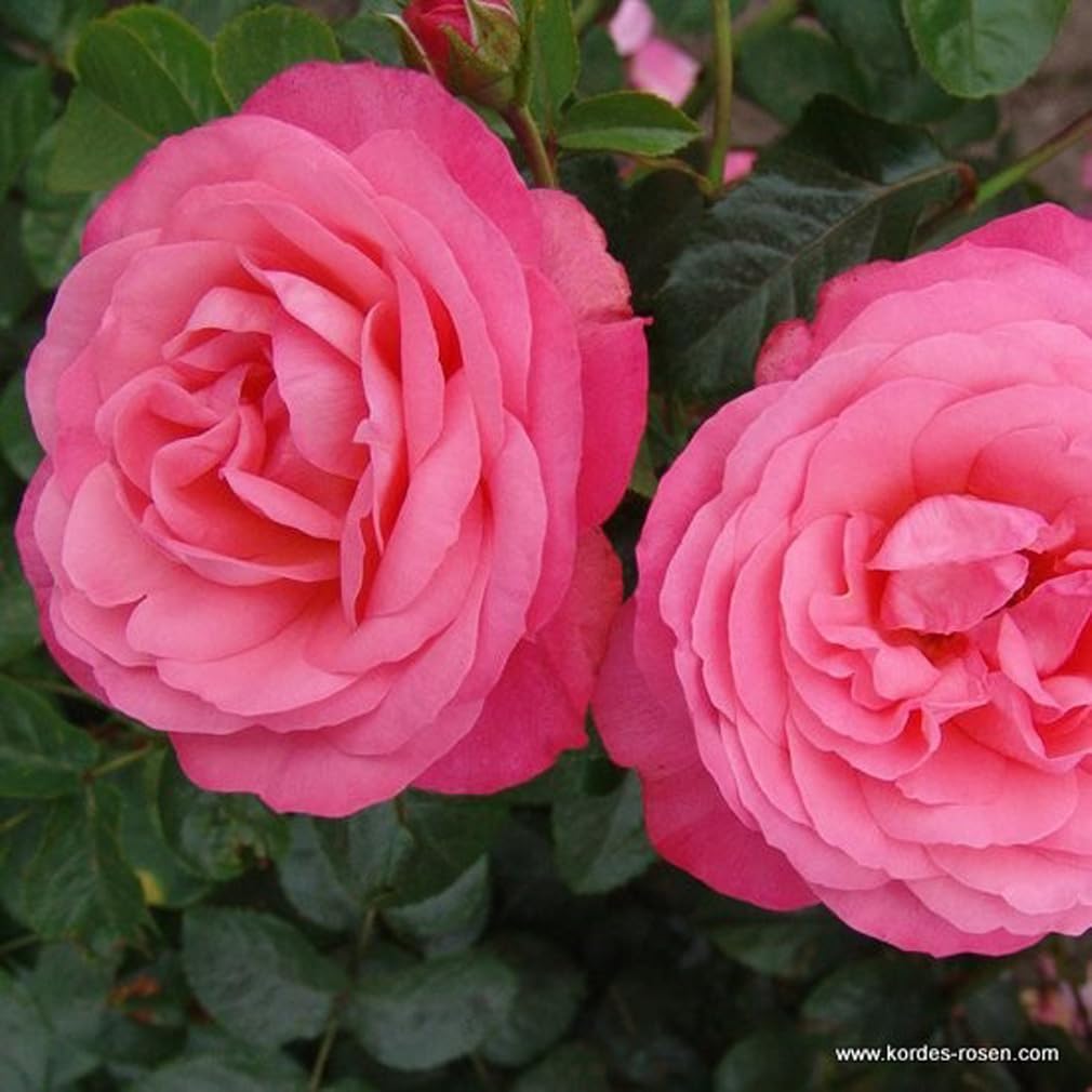 Rosa 'Rosanna' Rosier grimpant Kordes pot 25-30 cm parfumé