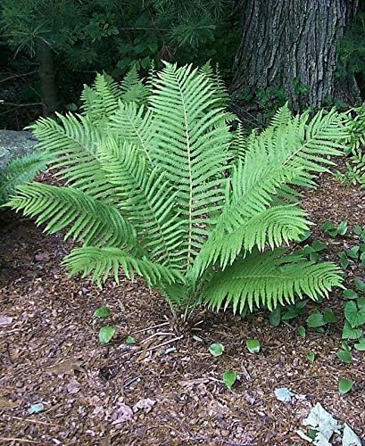 Ostrich Fern Plant 250 Seeds - Tennessee Fiddlehead Fern Spores / Seed, American Beauty Ostrich Fern Plants, Green Beauty Woodland Fern Seeds, Matteuccia Struthiopteris