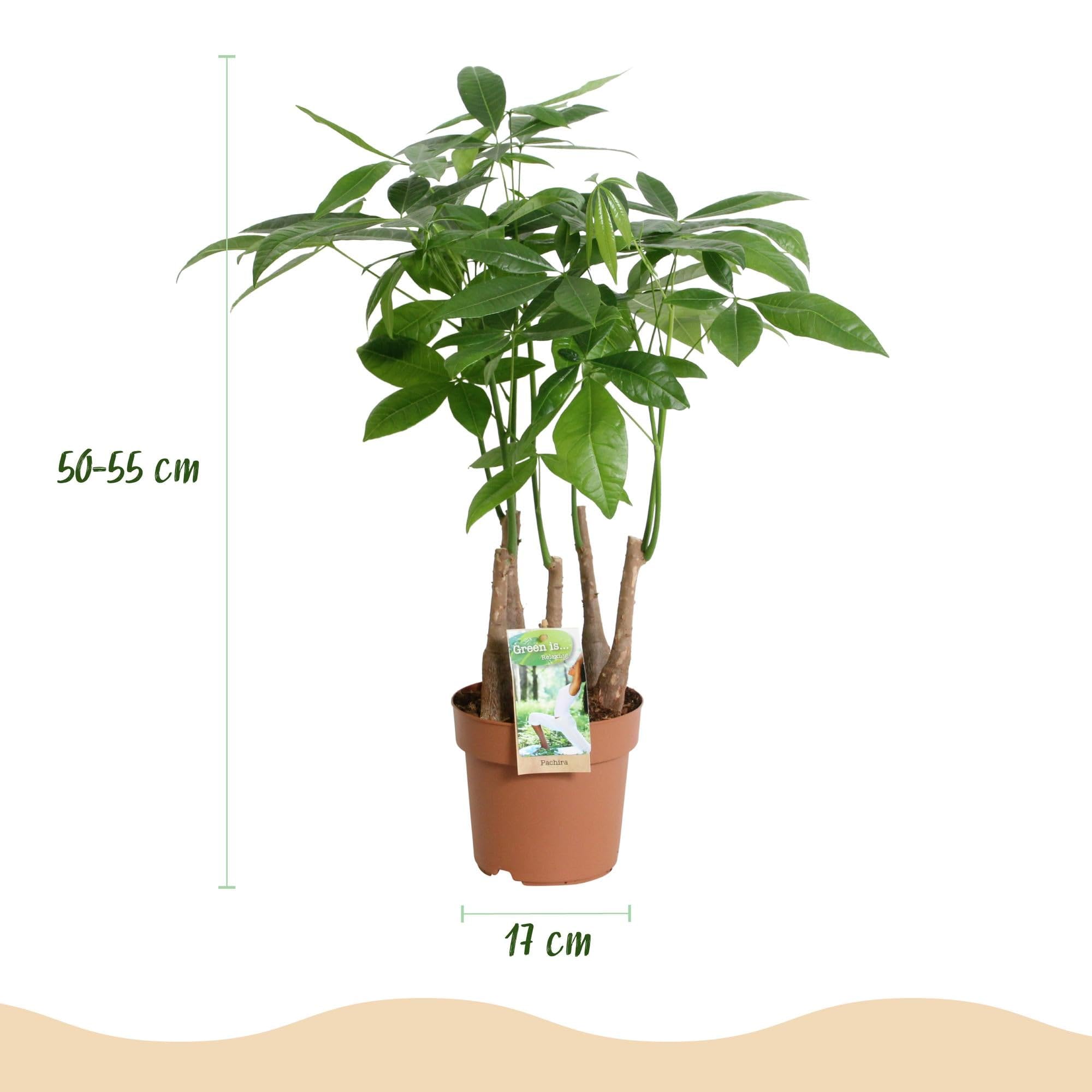 Pachira Aquatica Mehrstamm – 50-55cm – 17cm – Pflegeleichter Geldbaum – Grüne Zimmerpflanze für Wohnzimmer, Büro & Schlafzimmer