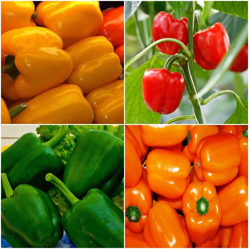Colorful Capsicum Seeds Mix – Red, Yellow, Green & Orange Bell Pepper (F1 Hybrid), Pack of 4 × 25 Seeds for Home & Terrace Gardening, High Yield & Easy to Grow