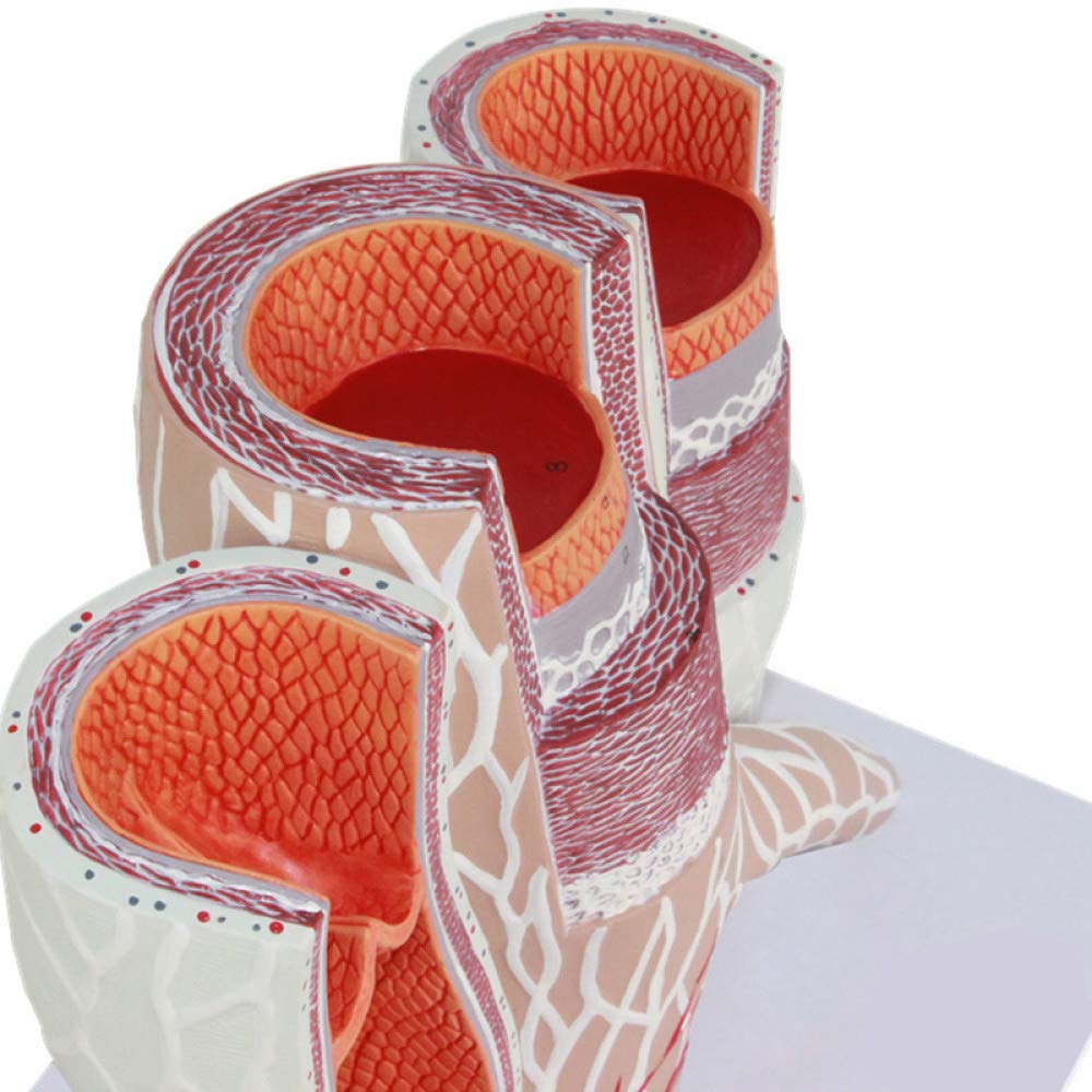 Anatomiczny model powiększenia tętnicy i żyły model ludzkiego naczyniowego struktura naczyniowa powiększenie model tętnio-żylny