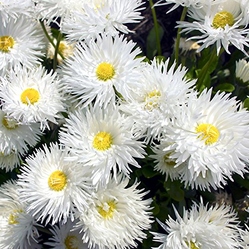Crazy Daisy, semi di Snowdrift - Crisantemo